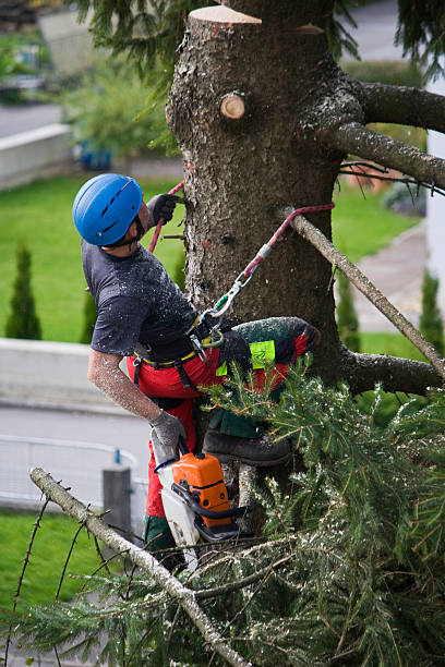 Best Arborist Consultation Services  in Rushford, MN