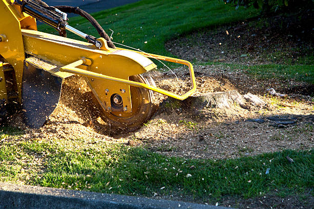 Best Root Management and Removal  in Rushford, MN