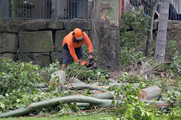 Reliable Rushford, MN Tree Removal Solutions