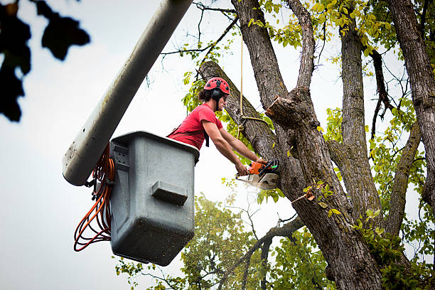 Best Landscape Design and Installation  in Rushford, MN